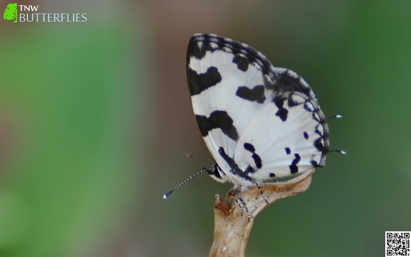 Angled Pierrot